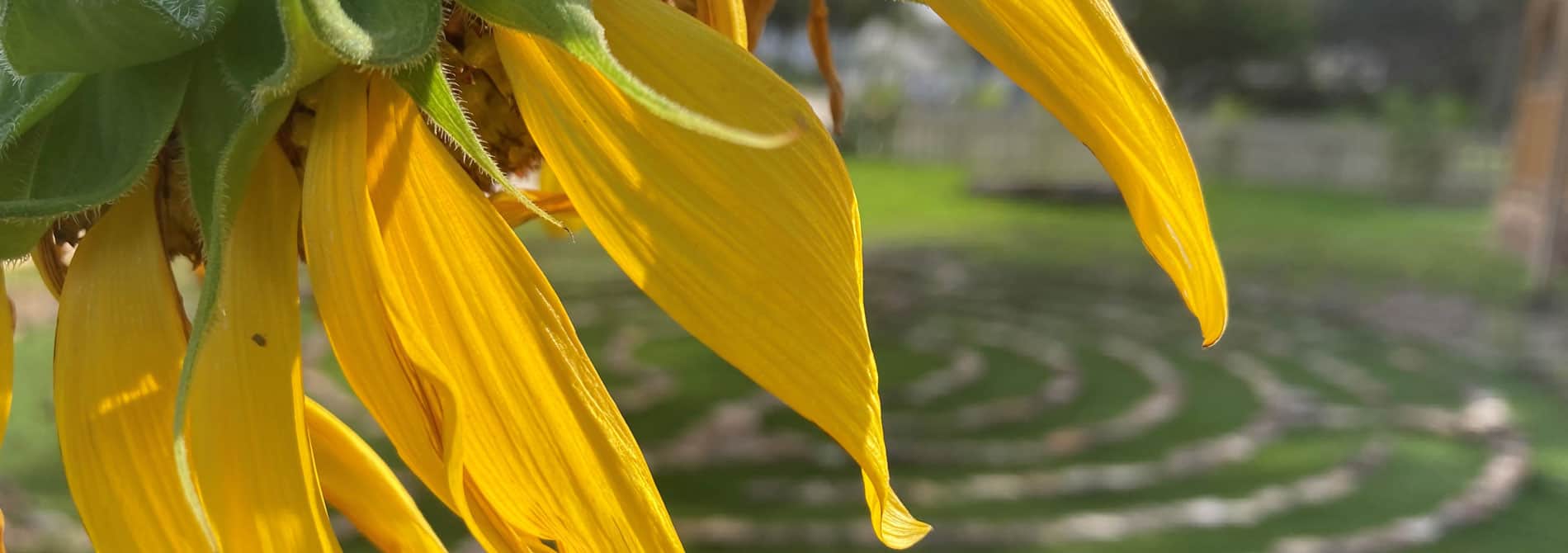 Gardening: A Sober Activity to De-stress and Center