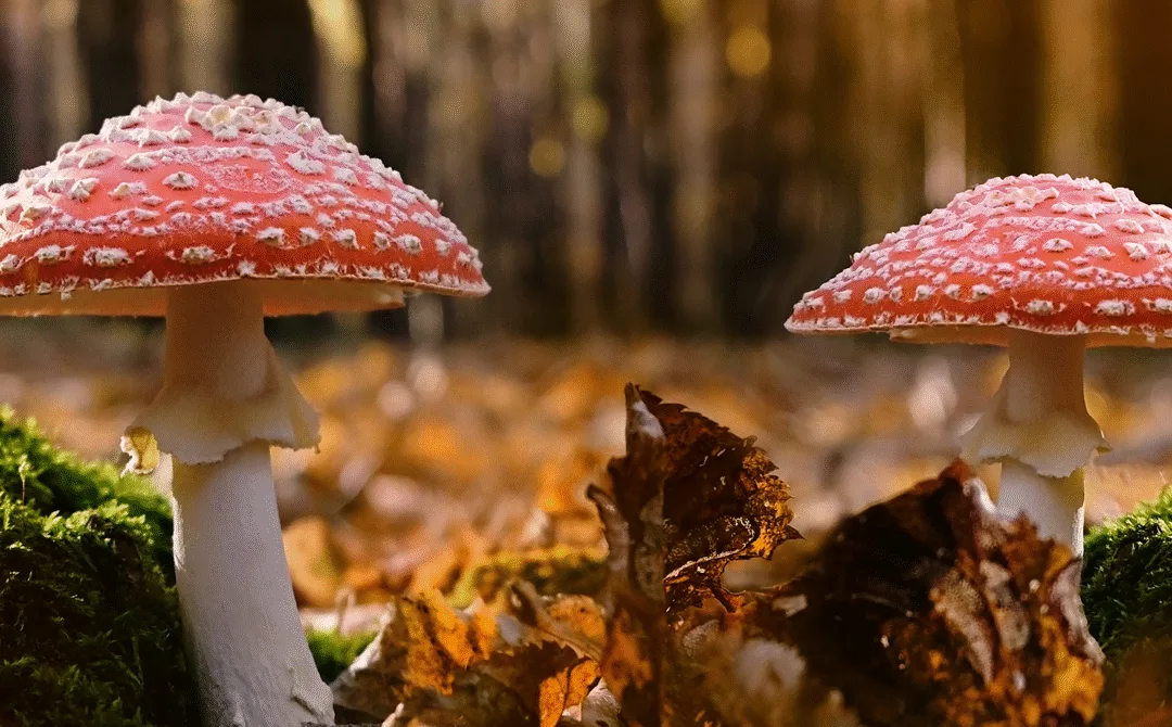 What Is Amanita Muscaria?