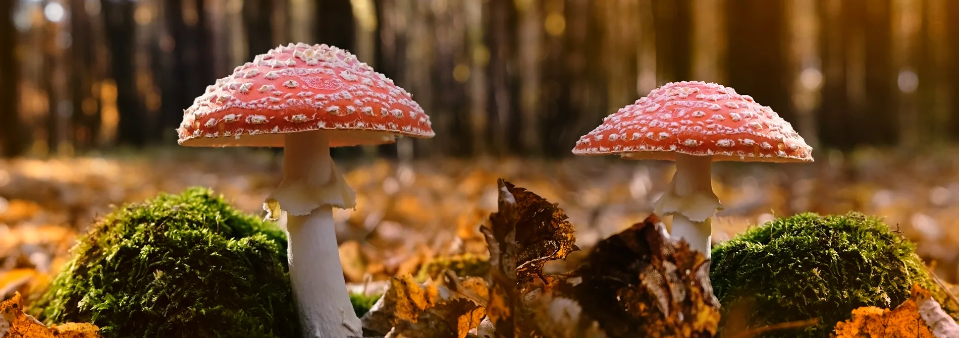 What Is Amanita Muscaria?