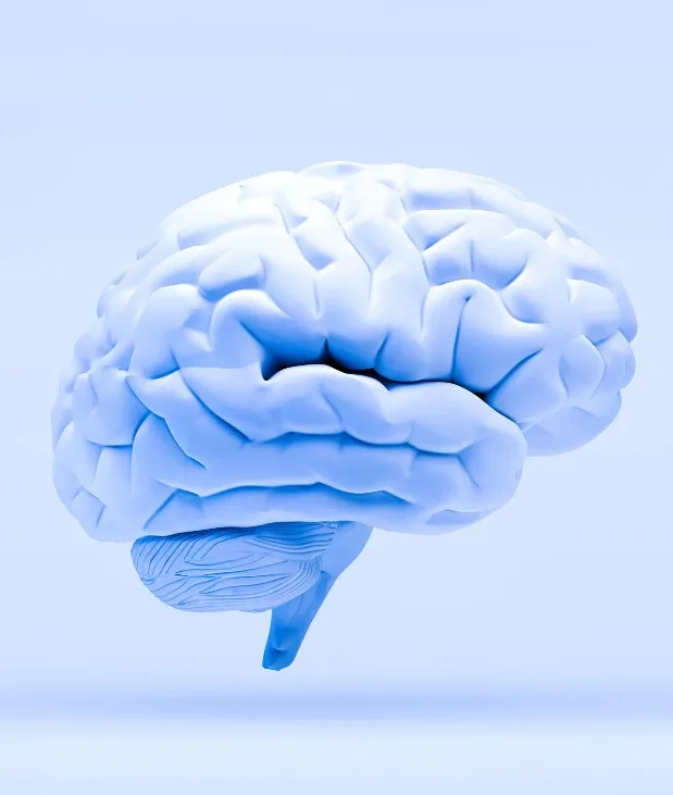 model of a brain